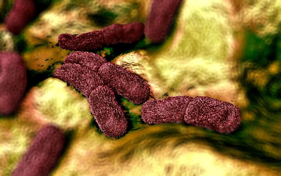 Plague case in California: What you need to know