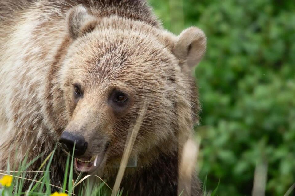 Bear strolls into Lake Tahoe restaurant—locals react