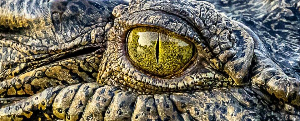 Australia’s Deadliest Animal Isn’t What You Think