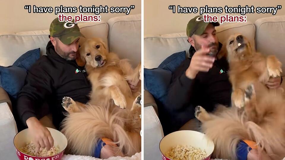 Golden Retriever’s Popcorn Night In