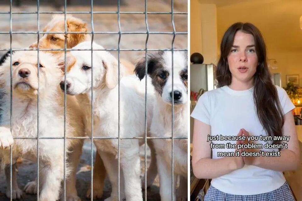 Why 'Kill Shelters' Aren’t the Villains