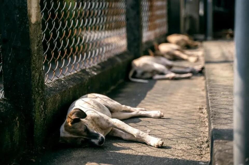 Why 'Kill Shelters' Aren’t the Villains