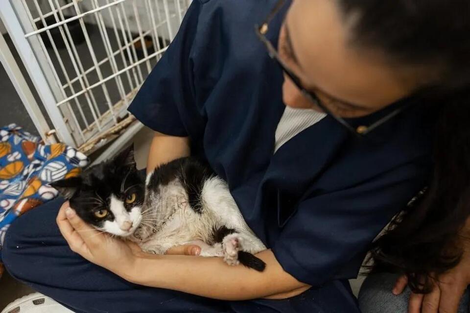 Why 'Kill Shelters' Aren’t the Villains