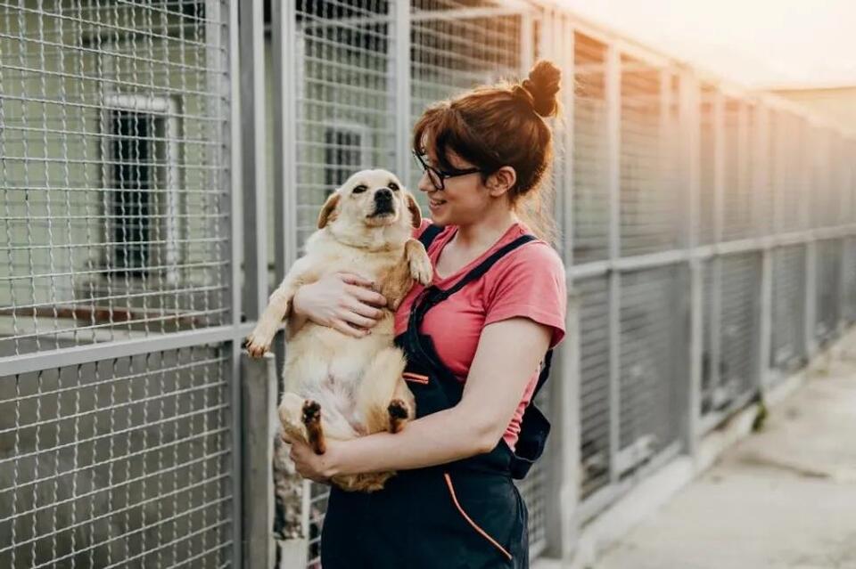 Why 'Kill Shelters' Aren’t the Villains