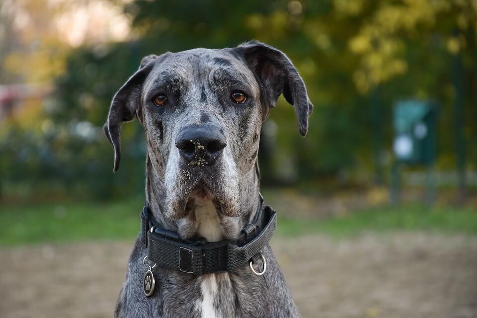 Great Dane Drama Over a Stolen Spot
