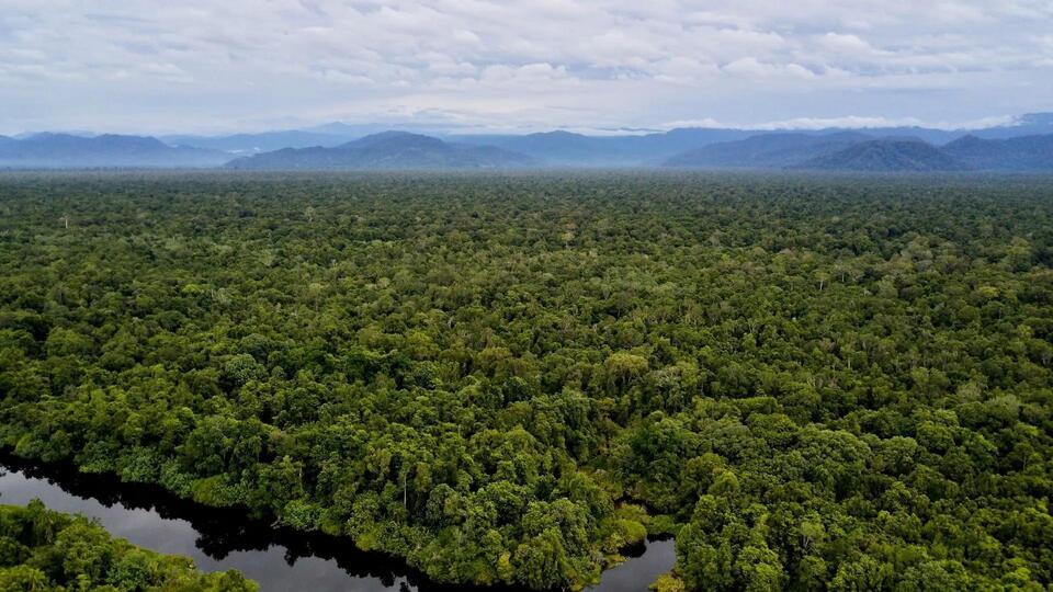 Wildlife Caught on Camera at Secret Jungle Oasis