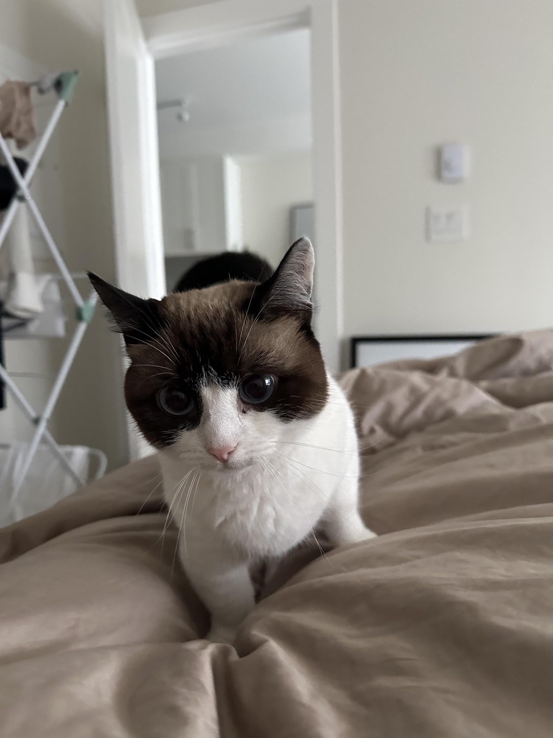 Why is my cat always mad when my boyfriend comes over😂