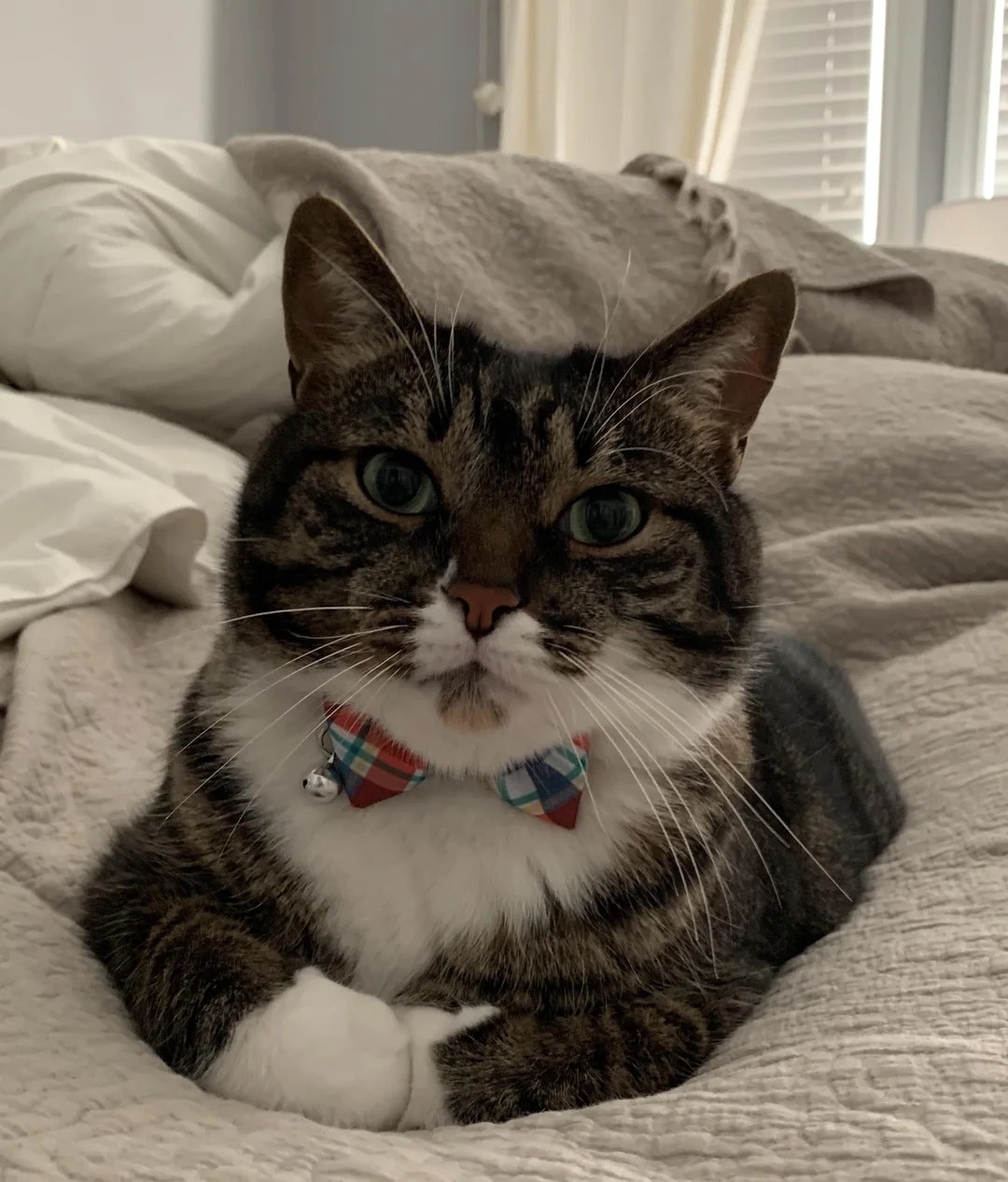 Please give my little kitty a round of applause