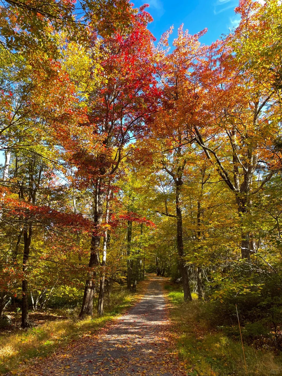 MyOutdoorMoment- Golden fall trail in New York