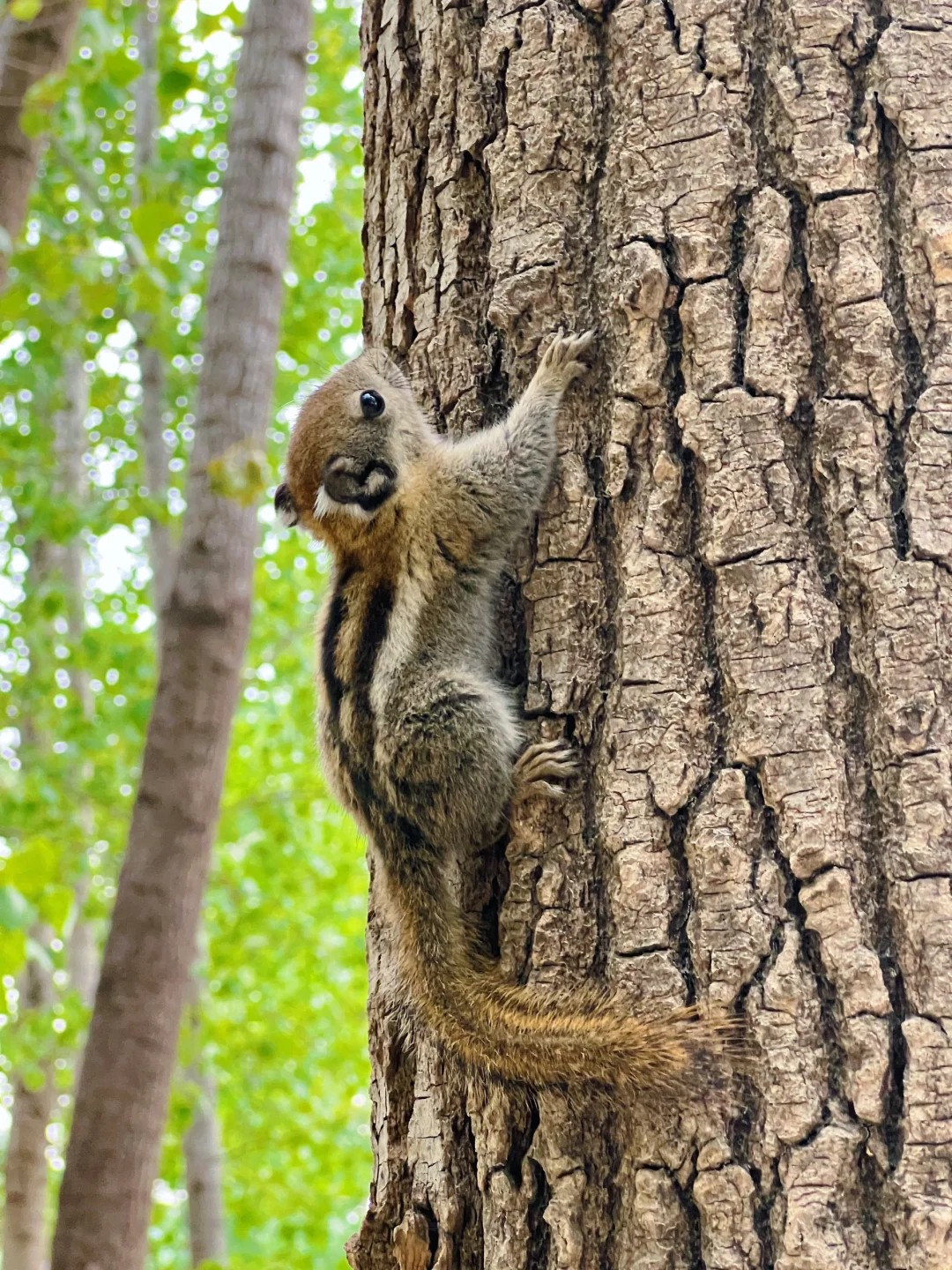 Wild visitor at camp! Is it okay to take one home as a pet? 🤣