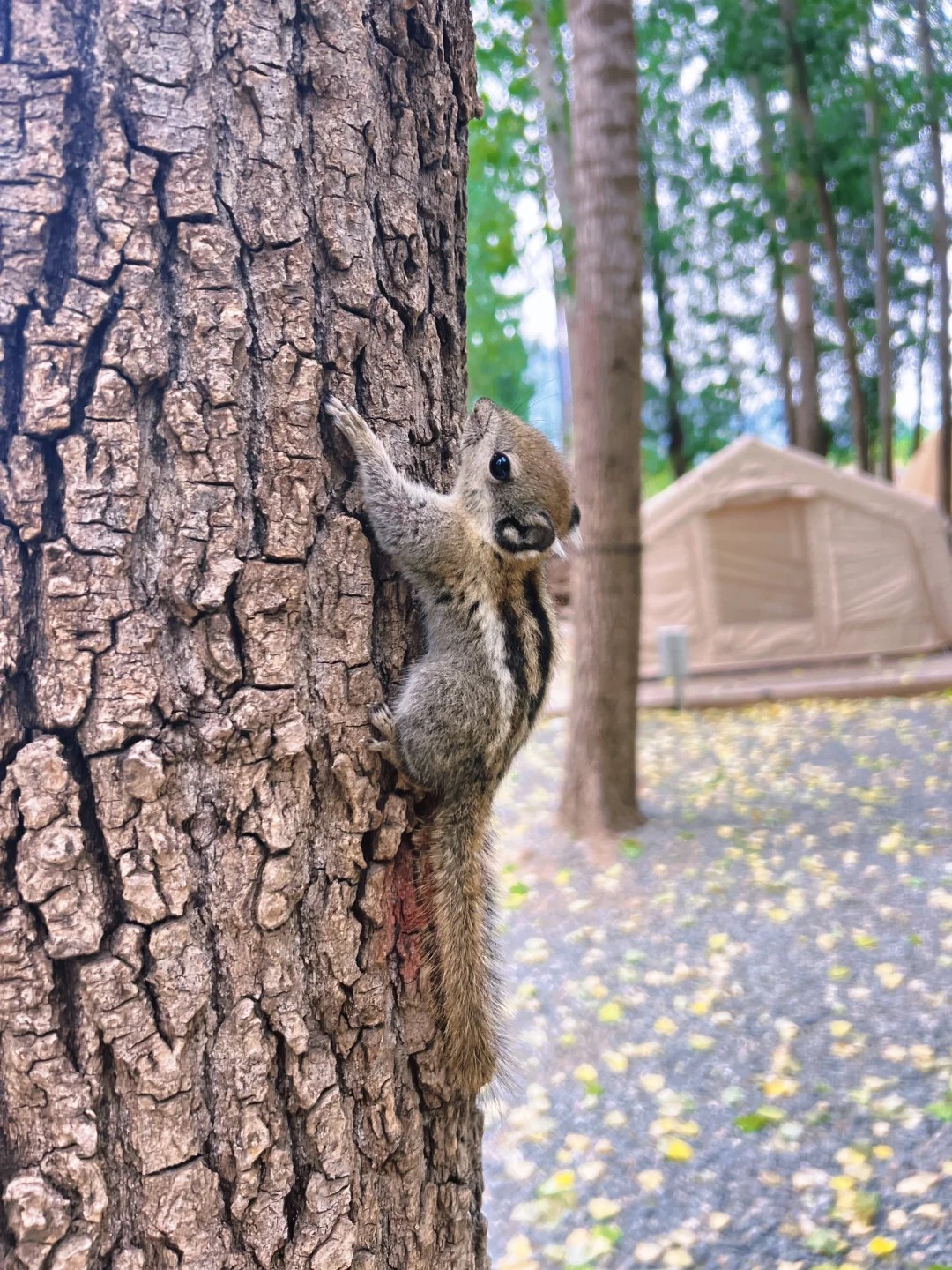 Wild visitor at camp! Is it okay to take one home as a pet? 🤣