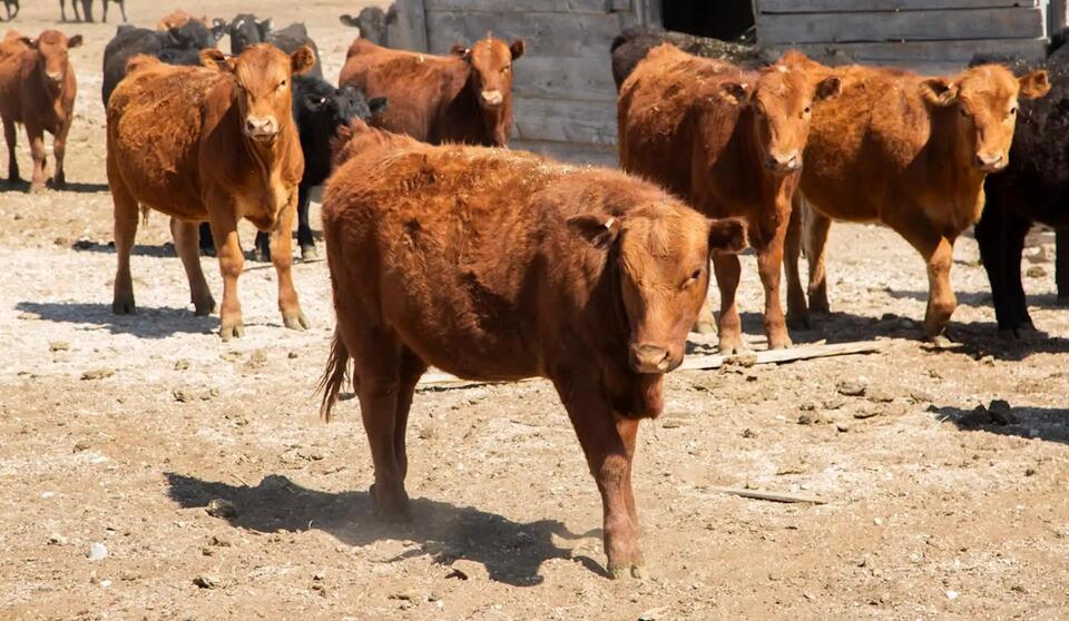 Why Steak Night Is Getting Pricier