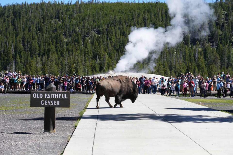 Yellowstone tourists get way too close to bison