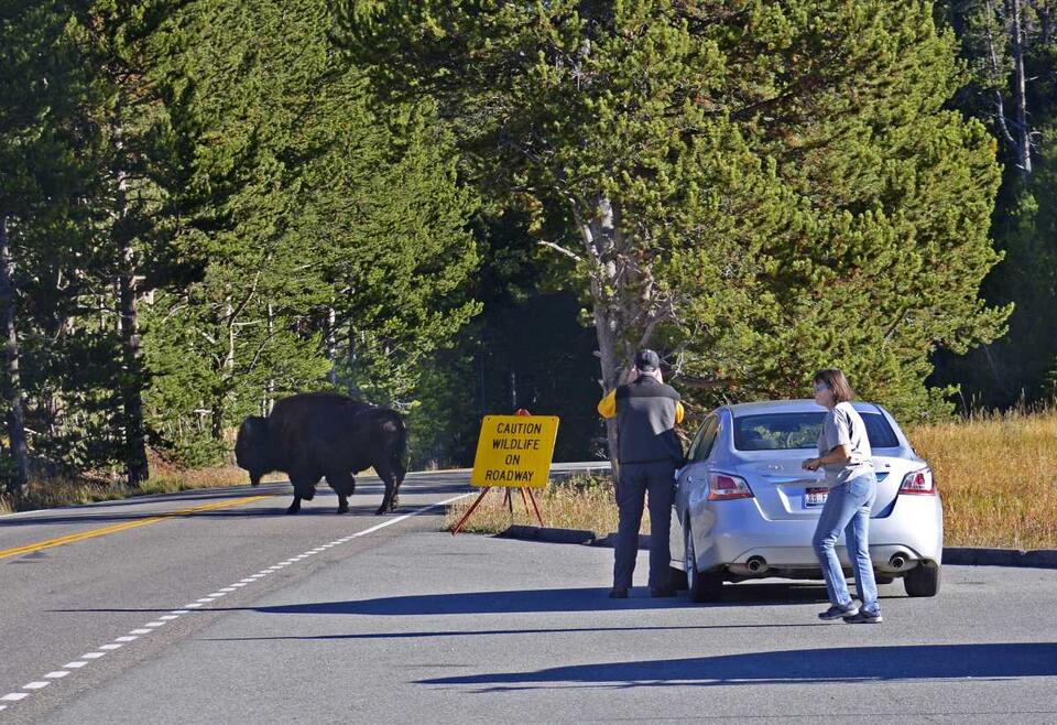 Yellowstone tourists get way too close to bison