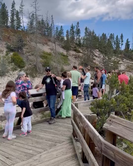 Yellowstone tourists get way too close to bison