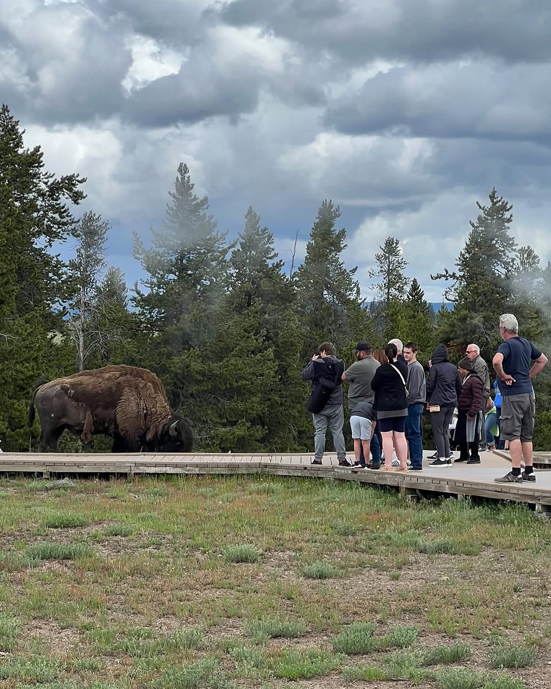 Yellowstone tourists get way too close to bison