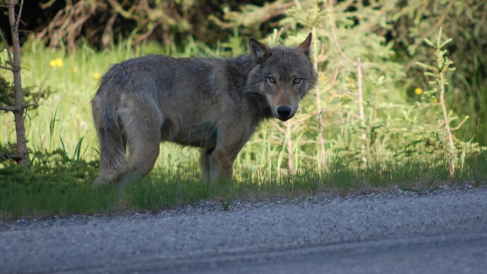Wolf sightings in Alberta spark safety concerns