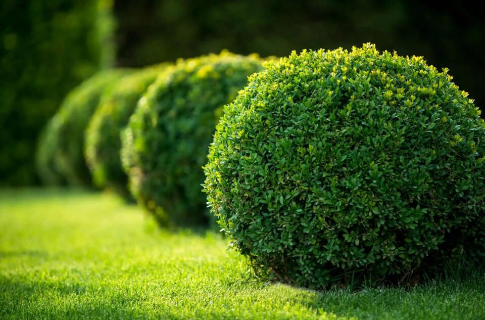 Ravenous moth threatens Virginia’s beloved boxwoods