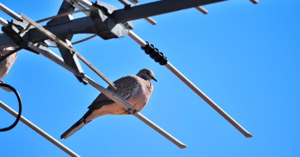 How Pigeon Poop Proved the Big Bang