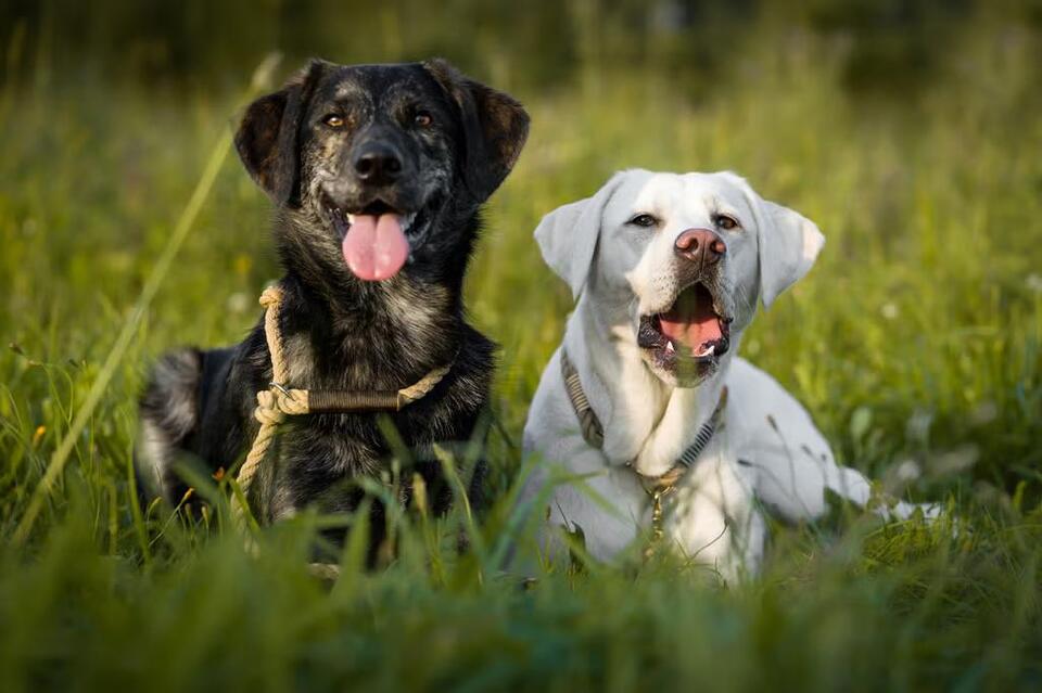 Free dog adoptions all week across Massachusetts!