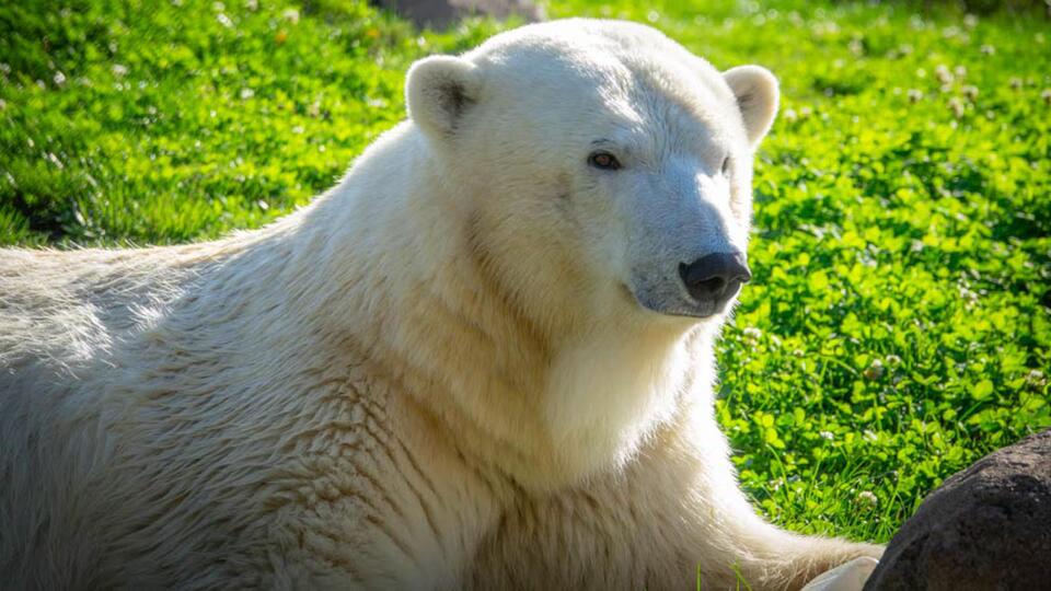 Amelia the polar bear’s big move for a brighter future
