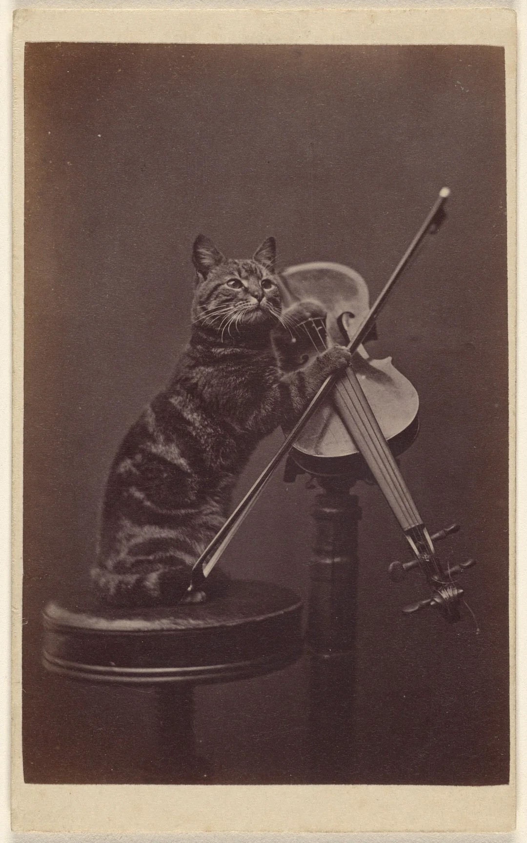 People were creating cat memes in the 1870s 😂 I can prove it