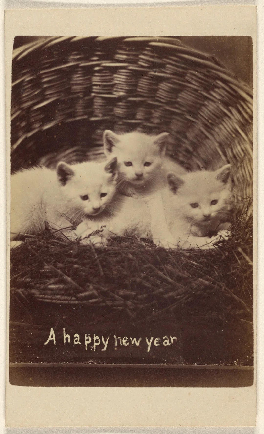 People were creating cat memes in the 1870s 😂 I can prove it