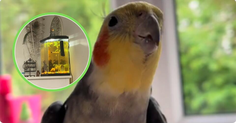 Kiki the Cockatiel’s Disco Obsession 🕺