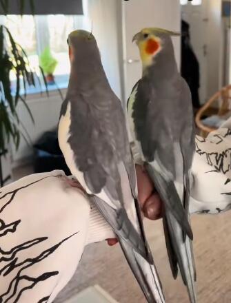 Kiki the Cockatiel’s Disco Obsession 🕺