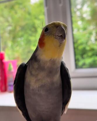 Kiki the Cockatiel’s Disco Obsession 🕺