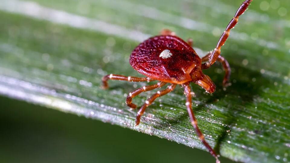 Martha’s Vineyard’s tick allergy sparks food revolution