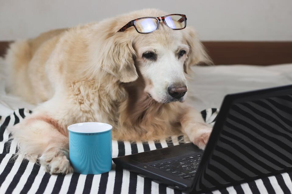 Golden Retriever’s Epic Morning Mood