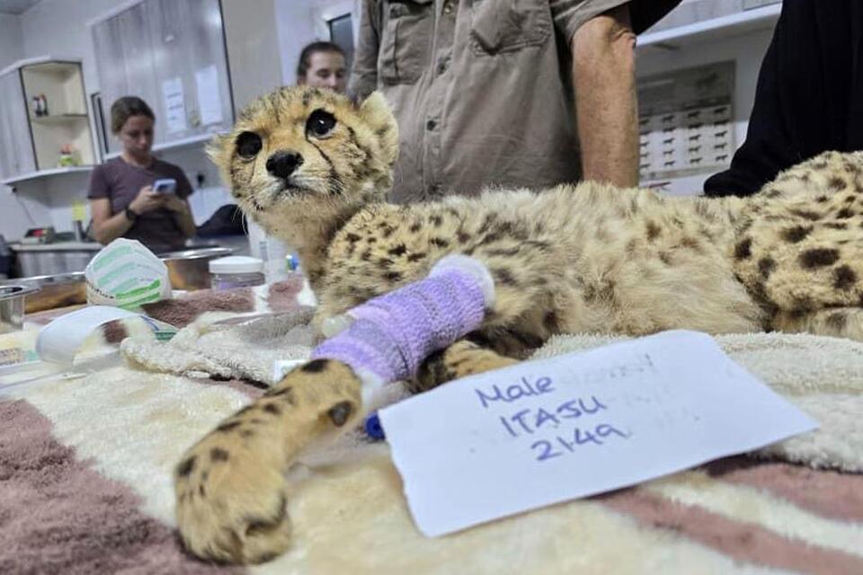 Cheetah Cubs Saved from Smugglers!