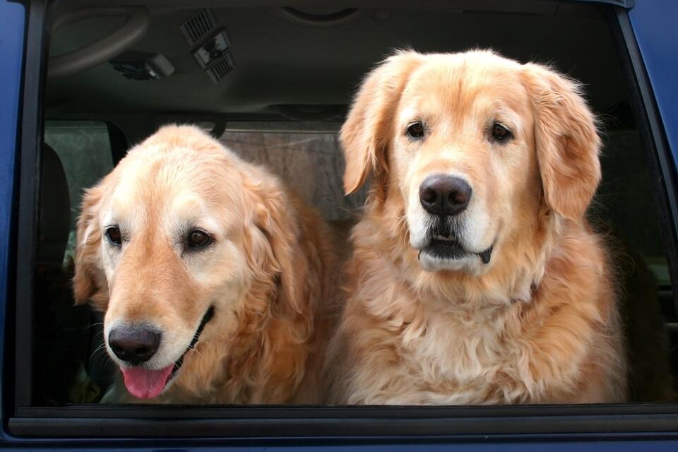 Golden Retriever twins steal the show at Costco