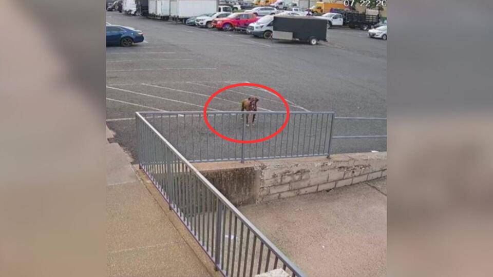 Virginia pup escapes home for daycare adventure