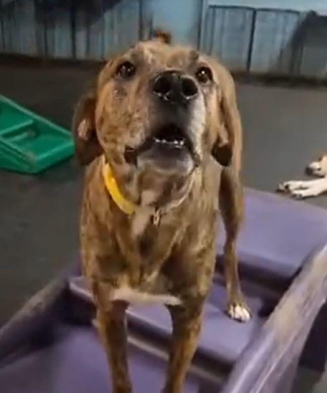 Virginia pup escapes home for daycare adventure