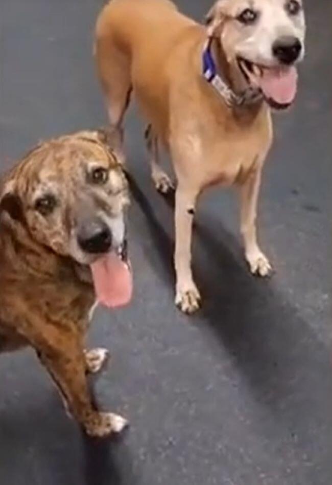 Virginia pup escapes home for daycare adventure