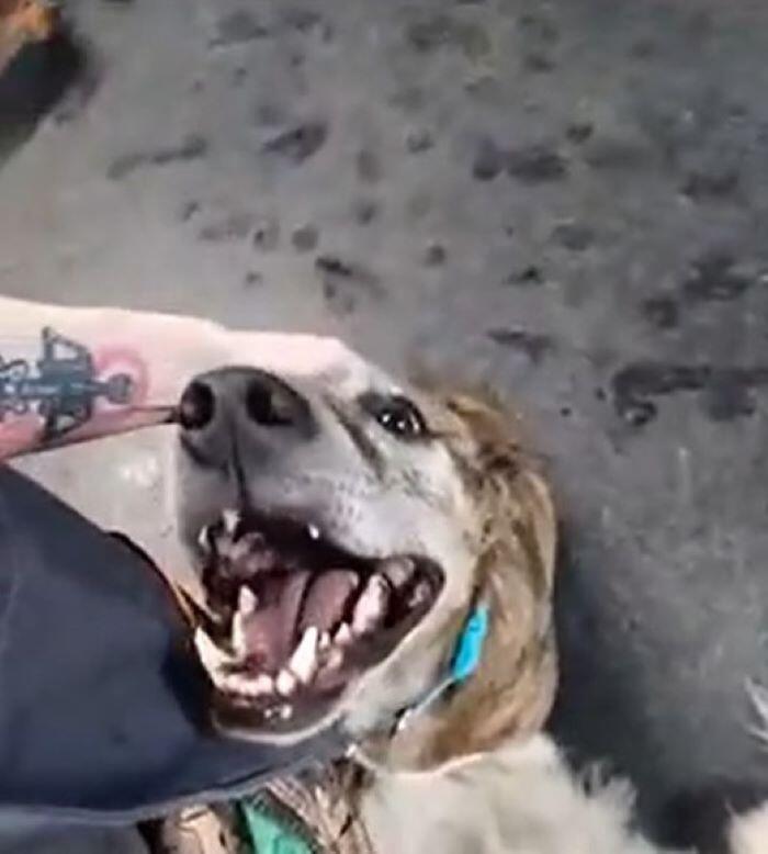 Virginia pup escapes home for daycare adventure