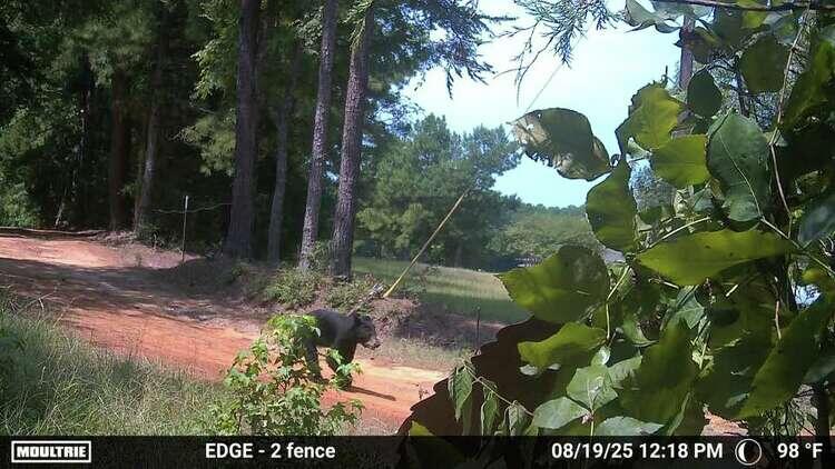 Black bear spotted roaming East Texas driveway