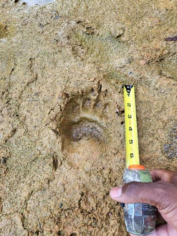 Black bear spotted roaming East Texas driveway