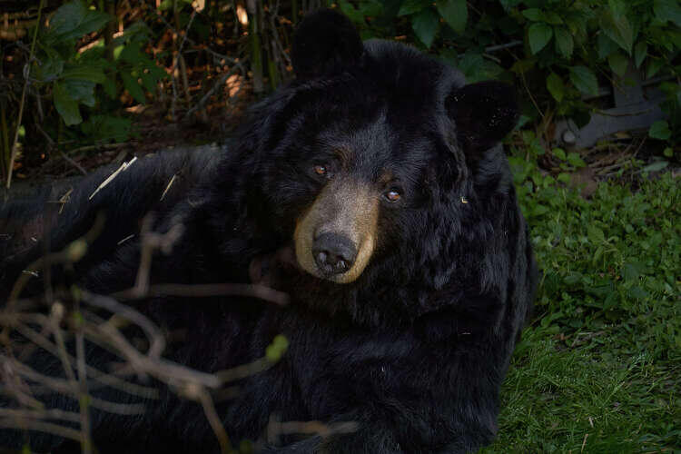 Black bear spotted roaming East Texas driveway