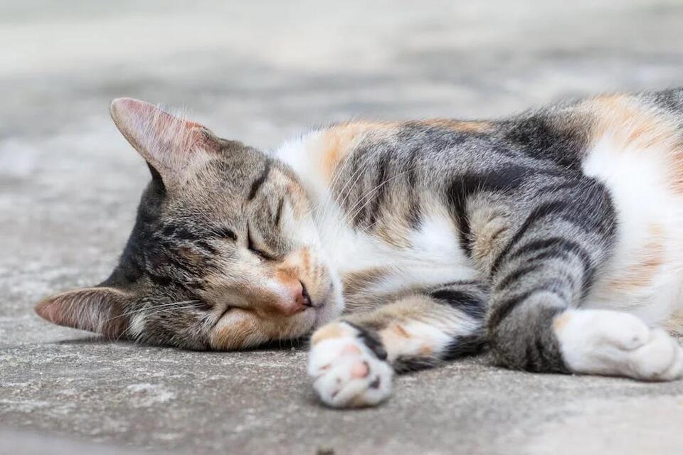 Heartbreaking loss: Luton kittens spark outrage
