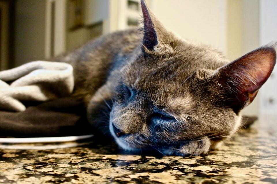 Heartbreaking loss: Luton kittens spark outrage