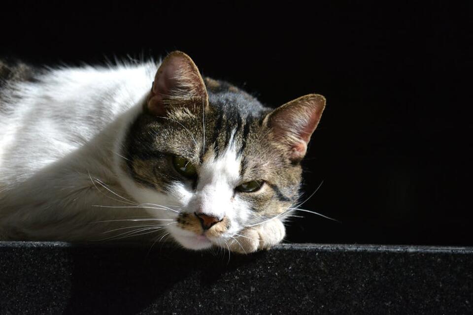 Heartbreaking loss: Luton kittens spark outrage