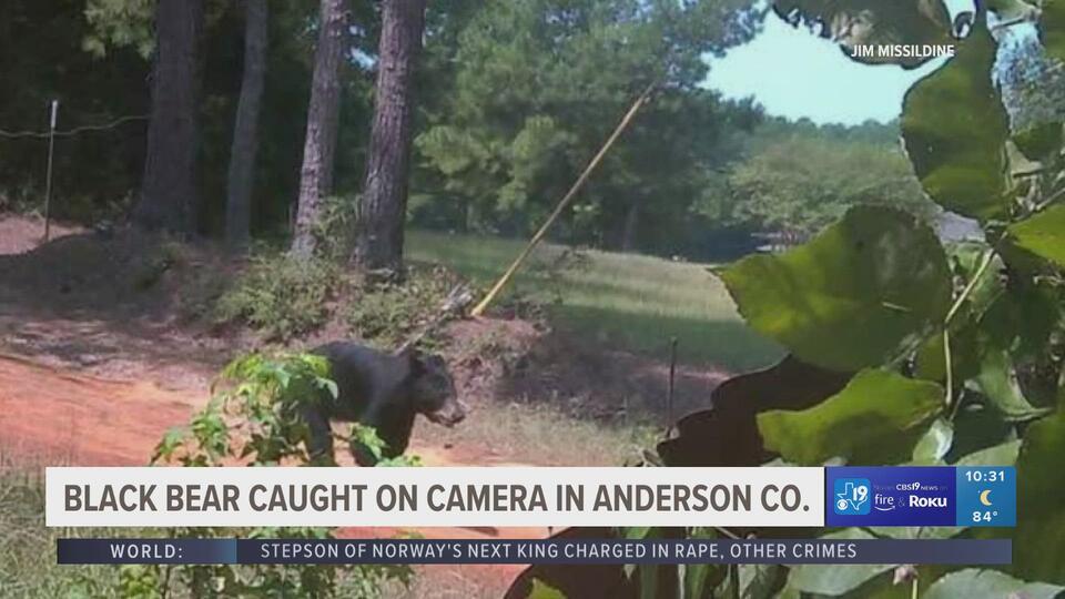 Black bears roaming East Texas neighborhoods