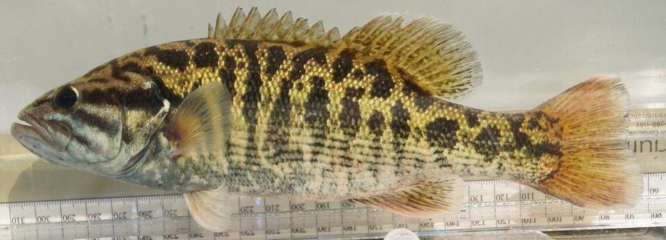 Gold-scaled river predator discovered in Georgia