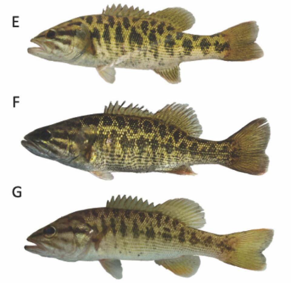 Gold-scaled river predator discovered in Georgia
