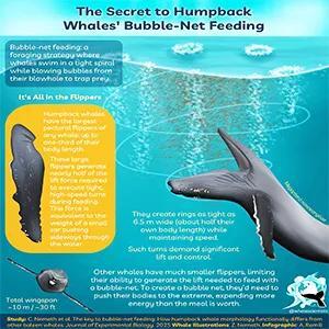 Humpbacks: The Only Whales With This Wild Trick