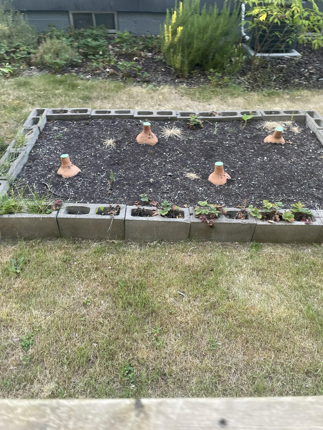 What are these weird jars buried in my neighbor's garden