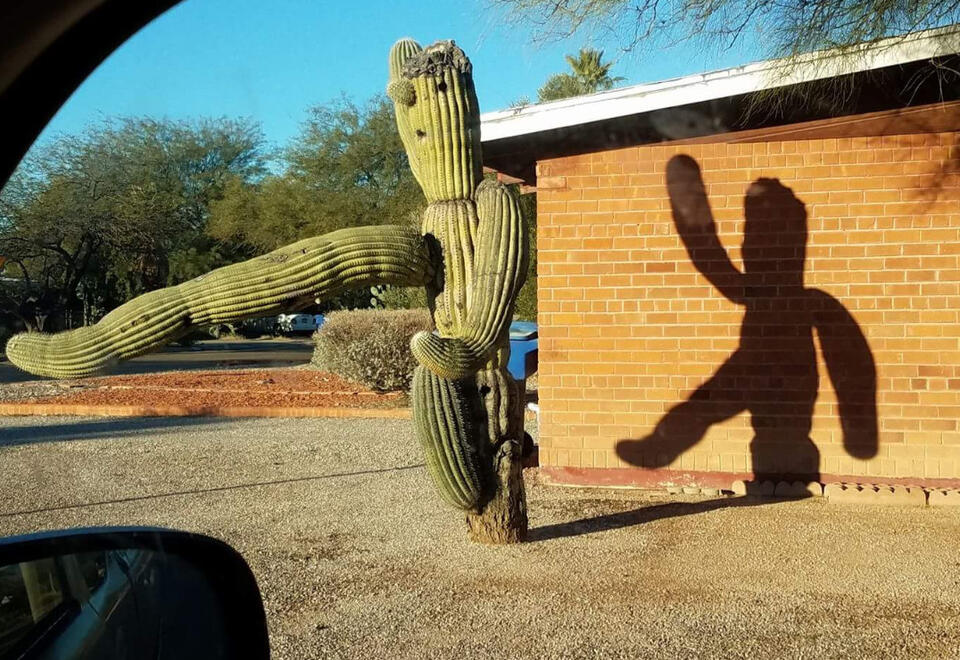 Shadow Drama: Is That a Witch or a Centaur? 🕵️‍♂️